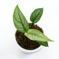 MONSTERA SILTEPECANA free phytosanitary`