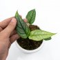MONSTERA SILTEPECANA free phytosanitary`