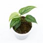 MONSTERA SILTEPECANA free phytosanitary`
