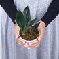 SCINDAPSUS TREUBII BLACK free phytosanitary`