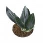 SCINDAPSUS TREUBII BLACK free phytosanitary`