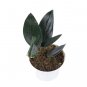 SCINDAPSUS TREUBII BLACK free phytosanitary`