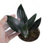 SCINDAPSUS TREUBII BLACK free phytosanitary`