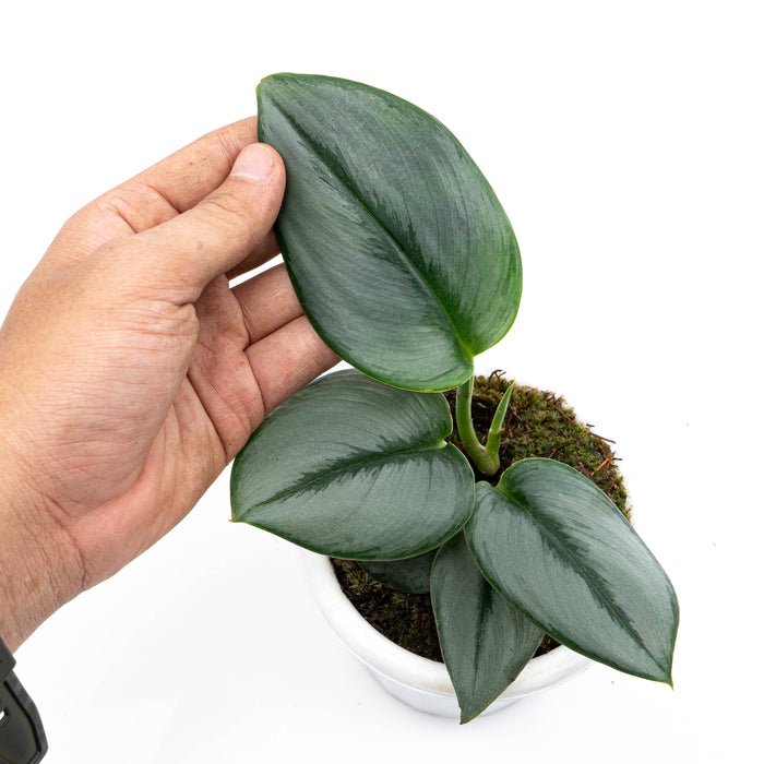 SCINDAPSUS MOONLIGHT free phytosanitary`