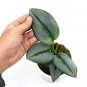 SCINDAPSUS MOONLIGHT free phytosanitary`