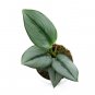 SCINDAPSUS MOONLIGHT free phytosanitary`