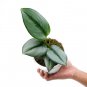 SCINDAPSUS MOONLIGHT free phytosanitary`