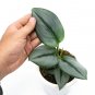 SCINDAPSUS MOONLIGHT free phytosanitary`
