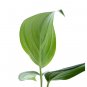 SCINDAPSUS SILVER SUMATERA free phytosanitary`