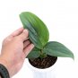 SCINDAPSUS SILVER SUMATERA free phytosanitary`