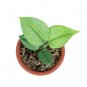 SCINDAPSUS MINT  free phytosanitary`