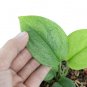 SCINDAPSUS MINT  free phytosanitary`