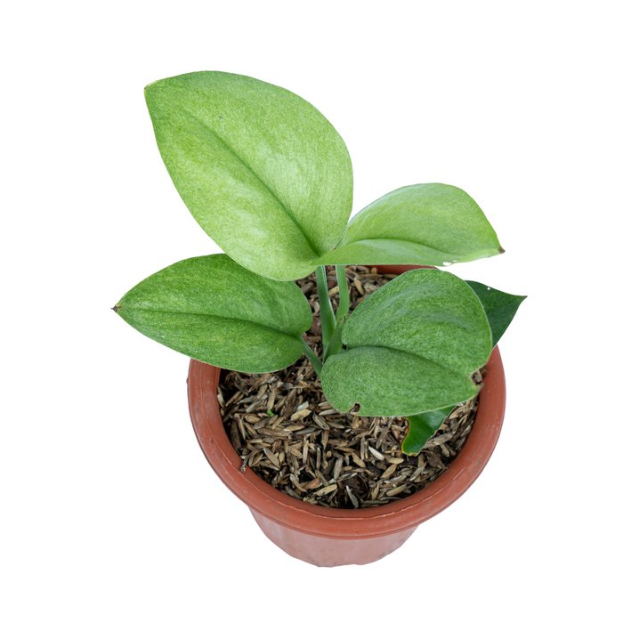 SCINDAPSUS MINT  free phytosanitary`