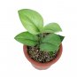 SCINDAPSUS MINT free phytosanitary`