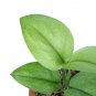 SCINDAPSUS MINT  free phytosanitary`