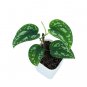 SCINDAPSUS THREE COLOR free phytosanitary`