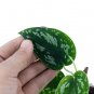 SCINDAPSUS THREE COLOR  free phytosanitary`