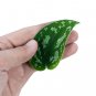 SCINDAPSUS THREE COLOR  free phytosanitary`