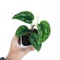 SCINDAPSUS THREE COLOR  free phytosanitary`