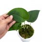 SCINDAPSUS JADE SATIN BLACK free phytosanitary`