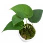 SCINDAPSUS JADE SATIN BLACK free phytosanitary`