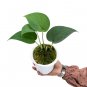 SCINDAPSUS JADE SATIN BLACK free phytosanitary`