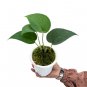 SCINDAPSUS JADE SATIN BLACK free phytosanitary`