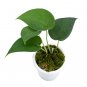 SCINDAPSUS JADE SATIN BLACK free phytosanitary`