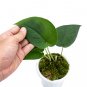 SCINDAPSUS JADE SATIN BLACK free phytosanitary`