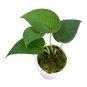 SCINDAPSUS JADE SATIN BLACK free phytosanitary`