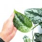 SCINDAPSUS SILVER SPLASH free phytosanitary`