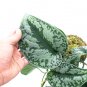 SCINDAPSUS SILVER SPLASH free phytosanitary`
