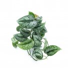 SCINDAPSUS SILVER SPLASH free phytosanitary`