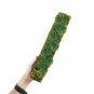 SCINDAPSUS SNAKE SCALE free phytosanitary`