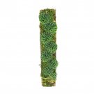 SCINDAPSUS SNAKE SCALE free phytosanitary`