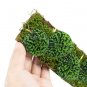 SCINDAPSUS SNAKE SCALE free phytosanitary`