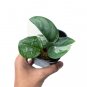 SCINDAPSUS MOONLIGHT VARIEGATED free phytosanitary`