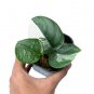 SCINDAPSUS MOONLIGHT VARIEGATED free phytosanitary`