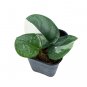 SCINDAPSUS MOONLIGHT VARIEGATED free phytosanitary`