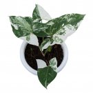 SYNGONIUM ALBO VARIEGATED free phytosanitary`