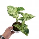 SYNGONIUM  MOJITO free phytosanitary`
