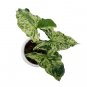 SYNGONIUM MOJITO free phytosanitary`