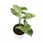 SYNGONIUM MOJITO free phytosanitary`