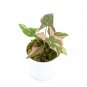 SYNGONIUM PINK SPLASH free phytosanitary`