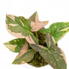 SYNGONIUM PINK SPLASH free phytosanitary`