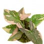 SYNGONIUM PINK SPLASH free phytosanitary`