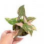 SYNGONIUM PINK SPLASH free phytosanitary`