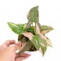 SYNGONIUM PINK SPLASH free phytosanitary`