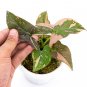 SYNGONIUM PINK SPLASH free phytosanitary`