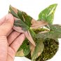 SYNGONIUM PINK SPLASH free phytosanitary`